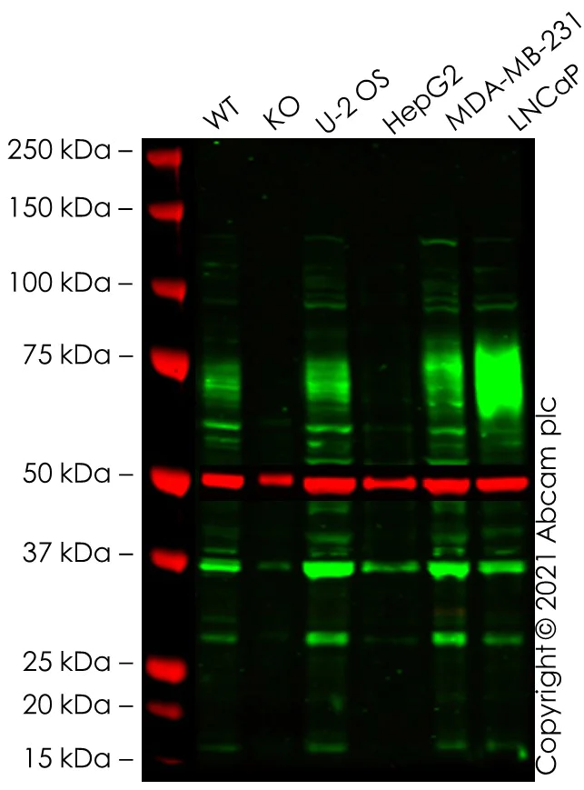 Western blot - Human GOLM1 (GOLPH2) knockout HEK-293T cell line (AB266505)