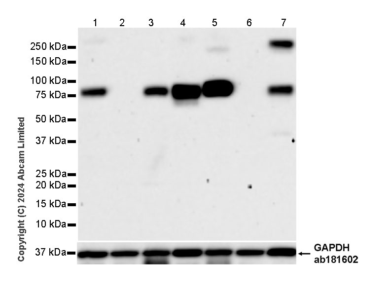 Western blot - Human GOLM1 (GOLPH2) knockout HEK-293T cell lysate (AB257976)