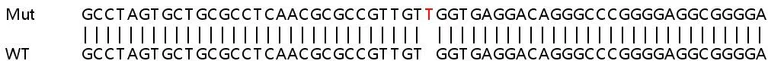 Sanger Sequencing - Human GPAA1 (GAA1) knockout HEK-293T cell line (AB266092)