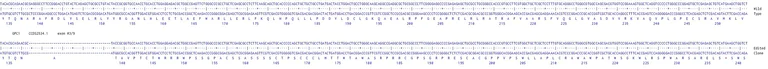 Next Generation Sequencing - Human GPC1 knockout HCT116 cell line (AB287451)