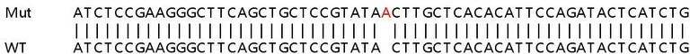 Sanger Sequencing - Human GPC4 (Glypican 4) knockout HEK-293T cell lysate (AB257457)