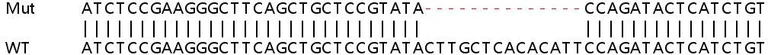 Sanger Sequencing - Human GPC4 (Glypican 4) knockout HEK-293T cell lysate (AB257457)
