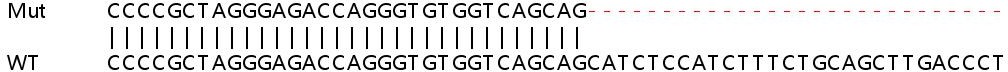 Sanger Sequencing - Human GPI (AMF) knockout HEK-293T cell line (AB266834), expandable thumbnail