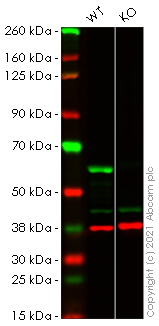 Western blot - Human GPI (AMF) knockout HEK-293T cell line (AB266834), expandable thumbnail