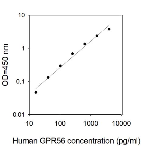 Sandwich ELISA - Human GPR56 ELISA Kit (AB309418), expandable thumbnail