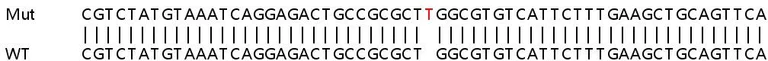 Sanger Sequencing - Human GPSM2 (LGN) knockout HeLa cell line (AB264715)