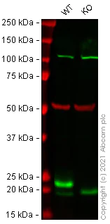 Western blot - Human GPX1 (Glutathione Peroxidase 1) knockout HEK-293T cell line (AB266650)