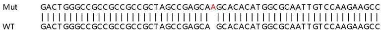 Sanger Sequencing - Human GPX1 (Glutathione Peroxidase 1) knockout HEK-293T cell lysate (AB256932)