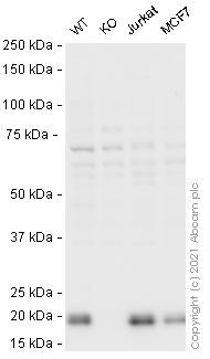 Western blot - Human GPX4 knockout HeLa cell line (AB262509)