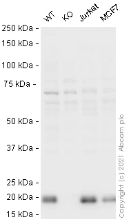 Western blot - Human GPX4 knockout HeLa cell line (AB262509)