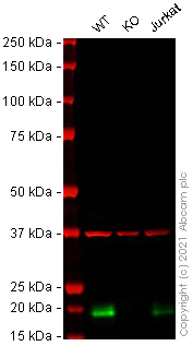 Western blot - Human GPX4 knockout HeLa cell lysate (AB263935)