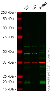 Western blot - Human GPX4 knockout HeLa cell lysate (AB263935)