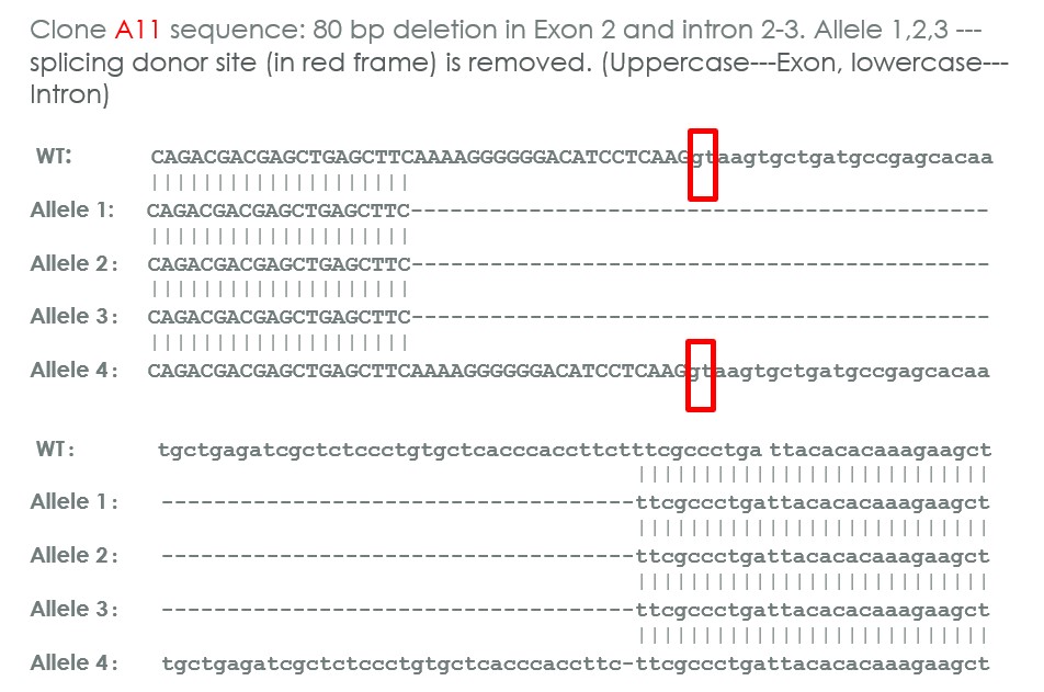 Sanger Sequencing - Human GRB2 heterozygous knockout A-431 cell line (AB276085), expandable thumbnail