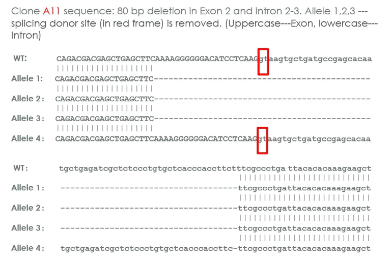 Sanger Sequencing - Human GRB2 heterozygous knockout A-431 cell line (AB276085)