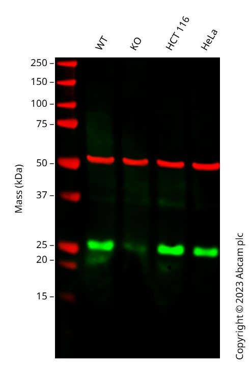 Western blot - Human GRB2 heterozygous knockout A-431 cell line (AB276085), expandable thumbnail