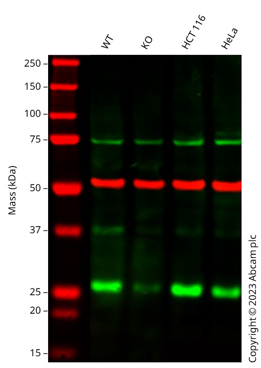 Western blot - Human GRB2 heterozygous knockout A-431 cell line (AB276085), expandable thumbnail