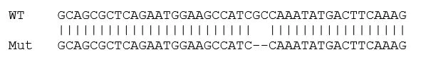 Sanger Sequencing - Human GRB2 knockout HCT116 cell line (AB273715)