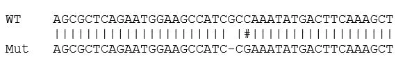 Sanger Sequencing - Human GRB2 knockout HCT116 cell line (AB273715)