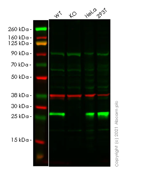 Western blot - Human GRB2 knockout HCT116 cell line (AB273715)