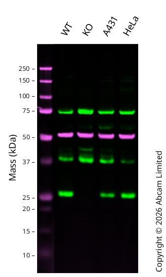 Western blot - Human GRB2 knockout HCT116 cell line (AB273715)