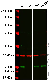 Western blot - Human GRB2 knockout HCT116 cell lysate (AB275248)