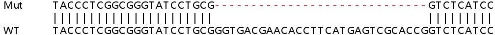 Sanger Sequencing - Human GRHPR knockout HEK-293T cell line (AB266129)