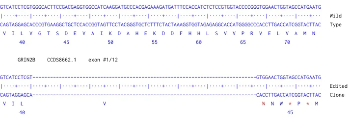 Next Generation Sequencing - Human GRIN2B knockout U-87 MG cell line (AB306688)