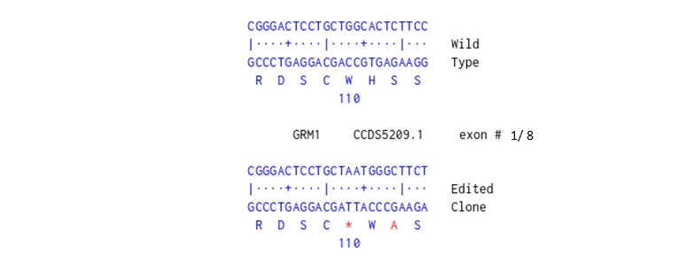 Human GRM1 knockout U-87 MG cell line