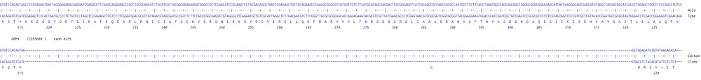 Next Generation Sequencing - Human GRM3 knockout U-87 MG cell line (AB306690), expandable thumbnail