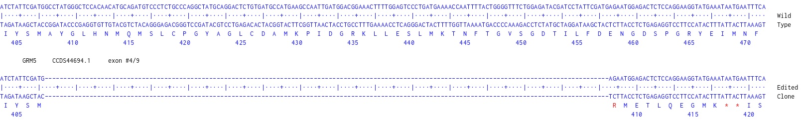 Human GRM5 knockout U-87 MG cell line