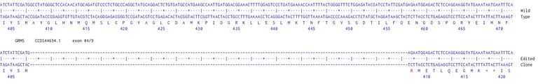 Next Generation Sequencing - Human GRM5 knockout U-87 MG cell line (AB306691)
