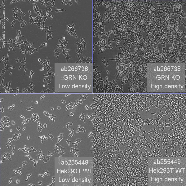Cell Culture - Human GRN (Granulin) knockout HEK-293T cell line (AB266738)