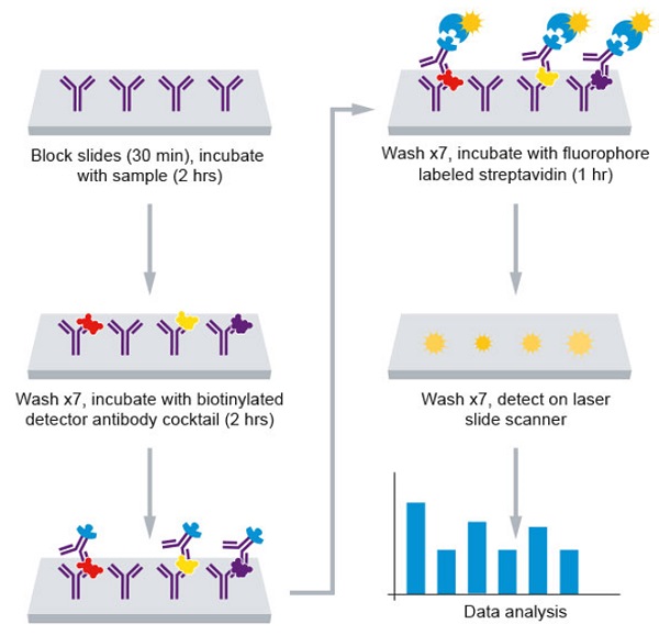 Multiplex Protein Detection - Human Growth Factor Antibody Array (40 Targets) - Quantitative (AB197445), expandable thumbnail