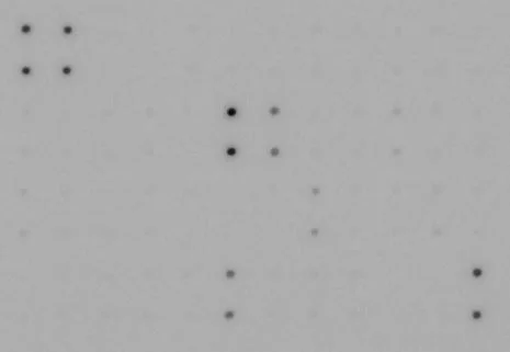 Multiplex Protein Detection - Human Growth Factor Antibody Array - Membrane (41 Targets) (AB134002)