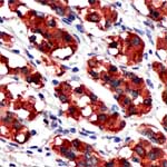 Immunohistochemistry (Formalin/PFA-fixed paraffin-embedded sections) - Anti-Human Growth Hormone antibody (AB74324)