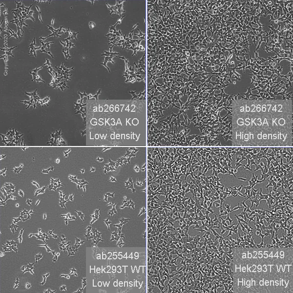Cell Culture - Human GSK3A (GSK3 alpha) knockout HEK-293T cell line (AB266742)