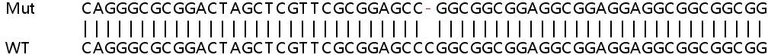 Sanger Sequencing - Human GSK3A (GSK3 alpha) knockout HEK-293T cell line (AB266742)