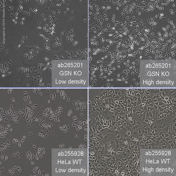 Cell Culture - Human GSN (Gelsolin) knockout HeLa cell line (AB265201), expandable thumbnail