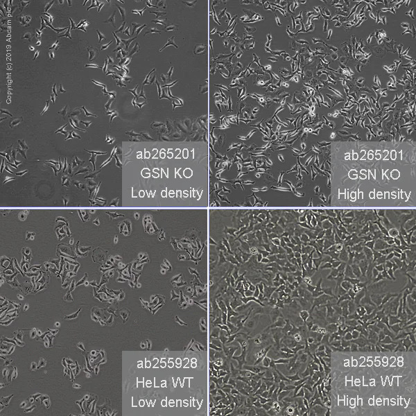 Cell Culture - Human GSN (Gelsolin) knockout HeLa cell line (AB265201)