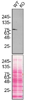 Western blot - Human GSN (Gelsolin) knockout HeLa cell lysate (AB257204), expandable thumbnail