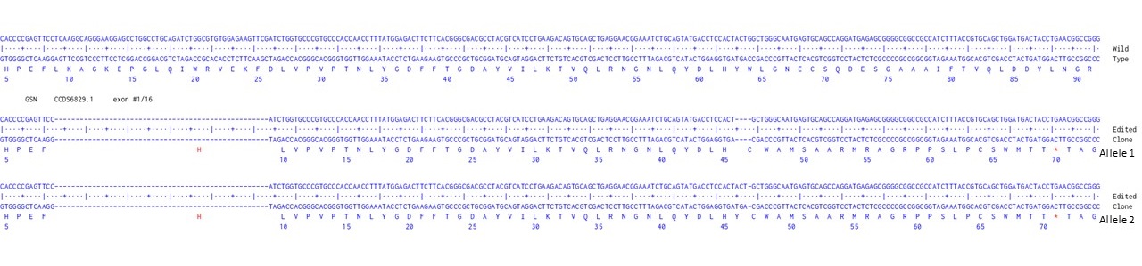 Next Generation Sequencing - Human GSN knockout U-87 MG cell line (AB306696), expandable thumbnail
