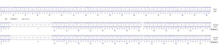 Next Generation Sequencing - Human GSN knockout U-87 MG cell line (AB306696)