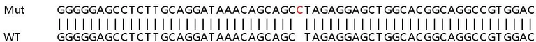 Sanger Sequencing - Human GSS (Glutathione Synthetase) knockout HEK-293T cell lysate (AB257460)