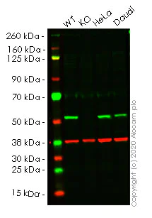 Western blot - Human GSS (Glutathione Synthetase) knockout HEK-293T cell lysate (AB257460)