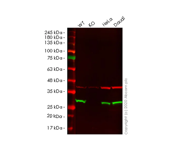 Western blot - Human GSTK1 knockout HEK-293T cell line (AB266112)