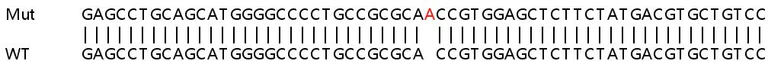 Sanger Sequencing - Human GSTK1 knockout HEK-293T cell lysate (AB257461)