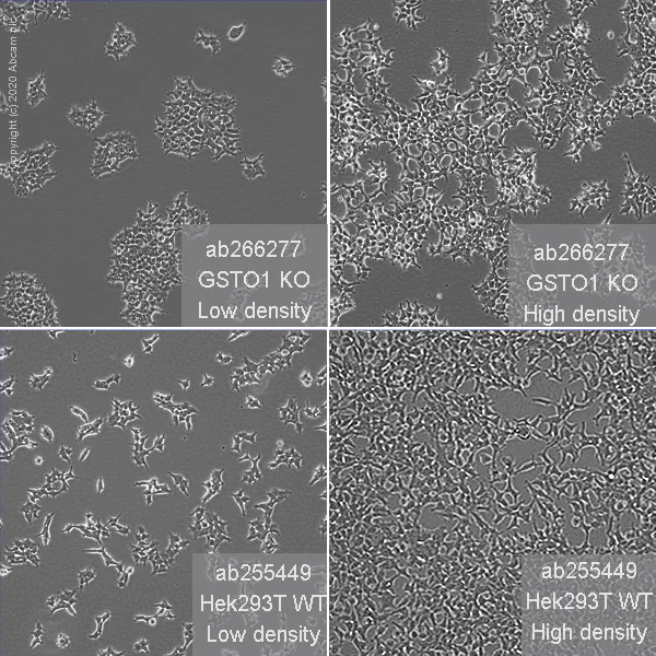 Cell Culture - Human GSTO1 (glutathione S transferase Omega 1/p28) knockout HEK-293T cell line (AB266277)