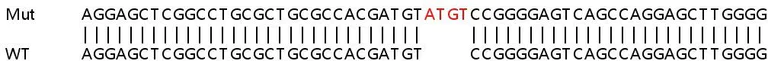Sanger Sequencing - Human GSTO1 (glutathione S transferase Omega 1/p28) knockout HEK-293T cell line (AB266277)