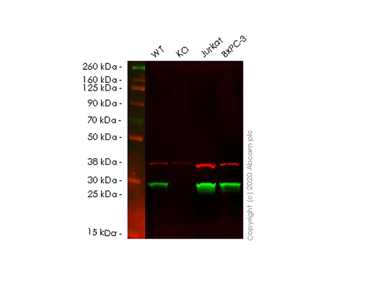 Western blot - Human GSTO1 (glutathione S transferase Omega 1/p28) knockout HEK-293T cell line (AB266277)