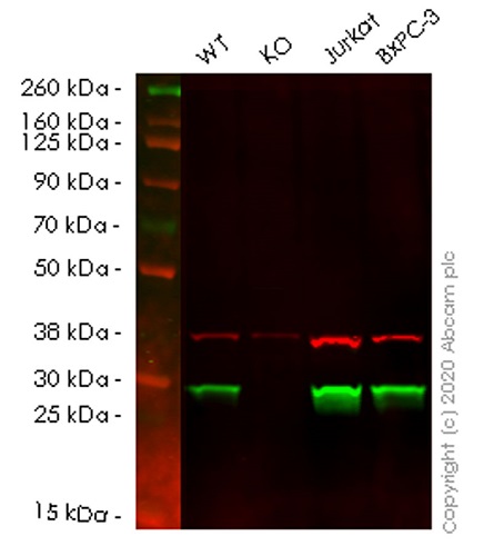 Human GSTO1 (glutathione S transferase Omega 1/p28) knockout HEK-293T cell lysate